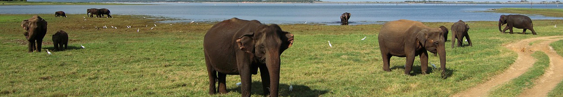 Yala National Park
